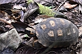 318_Ecuador_Amazonas_Aera_Napo_River_Tour