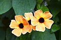 325_Ecuador_Pailon_del_Diablo