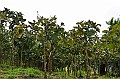 365_Ecuador_Banos