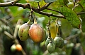 366_Ecuador_Banos