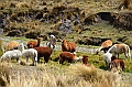 377_Ecuador_Volcan_Chimborazo_Tour