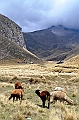 378_Ecuador_Volcan_Chimborazo_Tour