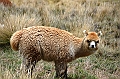379_Ecuador_Volcan_Chimborazo_Tour