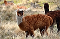 380_Ecuador_Volcan_Chimborazo_Tour