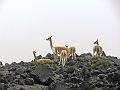 389_Ecuador_Volcan_Chimborazo_Tour
