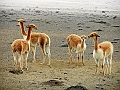 393_Ecuador_Volcan_Chimborazo_Tour