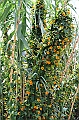 458_Ecuador_Cuenca