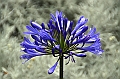 459_Ecuador_Cuenca