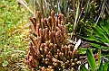 516_Ecuador_Parque_Nacional_Cajas