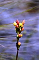 520_Ecuador_Parque_Nacional_Cajas