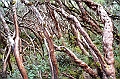 523_Ecuador_Parque_Nacional_Cajas
