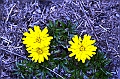 526_Ecuador_Parque_Nacional_Cajas