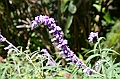 610_Ecuador_Vilcabamba