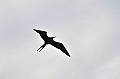 626_Ecuador_Galapagos_Santa_Cruz_Puerto_Ayora