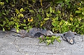 627_Ecuador_Galapagos_Santa_Cruz_Puerto_Ayora