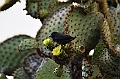 641_Ecuador_Galapagos_Charles_Darwin_Research_Station