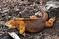 645_Ecuador_Galapagos_Charles_Darwin_Research_Station