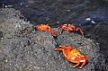 656_Ecuador_Galapagos_Islas_Plazas_South_Boot_Tour