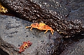 657_Ecuador_Galapagos_Islas_Plazas_South_Boot_Tour