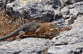 658_Ecuador_Galapagos_Islas_Plazas_South_Boot_Tour