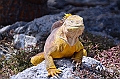 659_Ecuador_Galapagos_Islas_Plazas_South_Boot_Tour