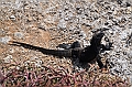 660_Ecuador_Galapagos_Islas_Plazas_South_Boot_Tour
