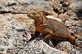 662_Ecuador_Galapagos_Islas_Plazas_South_Boot_Tour