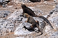 664_Ecuador_Galapagos_Islas_Plazas_South_Boot_Tour