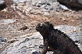 665_Ecuador_Galapagos_Islas_Plazas_South_Boot_Tour