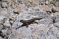 666_Ecuador_Galapagos_Islas_Plazas_South_Boot_Tour