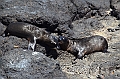 670_Ecuador_Galapagos_Islas_Plazas_South_Boot_Tour