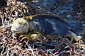 673_Ecuador_Galapagos_Islas_Plazas_South_Boot_Tour