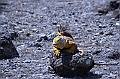 674_Ecuador_Galapagos_Islas_Plazas_South_Boot_Tour