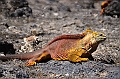 675_Ecuador_Galapagos_Islas_Plazas_South_Boot_Tour