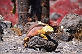 676_Ecuador_Galapagos_Islas_Plazas_South_Boot_Tour