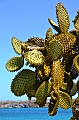 681_Ecuador_Galapagos_Islas_Plazas_South_Boot_Tour