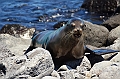 683_Ecuador_Galapagos_Islas_Plazas_South_Boot_Tour