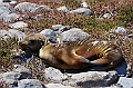 684_Ecuador_Galapagos_Islas_Plazas_South_Boot_Tour
