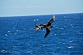 685_Ecuador_Galapagos_Islas_Plazas_South_Boot_Tour