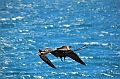 693_Ecuador_Galapagos_Islas_Plazas_South_Boot_Tour