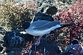 704_Ecuador_Galapagos_Islas_Plazas_South_Boot_Tour