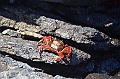 707_Ecuador_Galapagos_Islas_Plazas_South_Boot_Tour