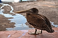722_Ecuador_Galapagos_Santa_Cruz_Puerto_Ayora
