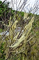 738_Ecuador_Galapagos_Island_Floreana