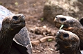 751_Ecuador_Galapagos_Island_Floreana