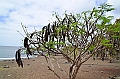 758_Ecuador_Galapagos_Island_Floreana