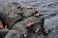 767_Ecuador_Galapagos_Island_Floreana