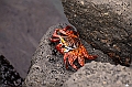 768_Ecuador_Galapagos_Island_Floreana