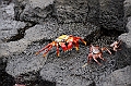 769_Ecuador_Galapagos_Island_Floreana