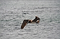 781_Ecuador_Galapagos_Island_Floreana